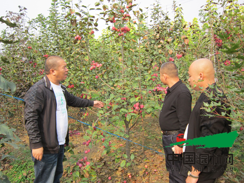 河北遵化圣誕果海棠迎來好行情